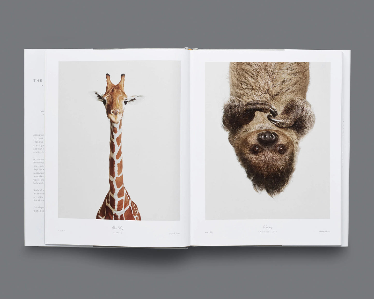 The Animal Kingdom: A Collection of Portraits