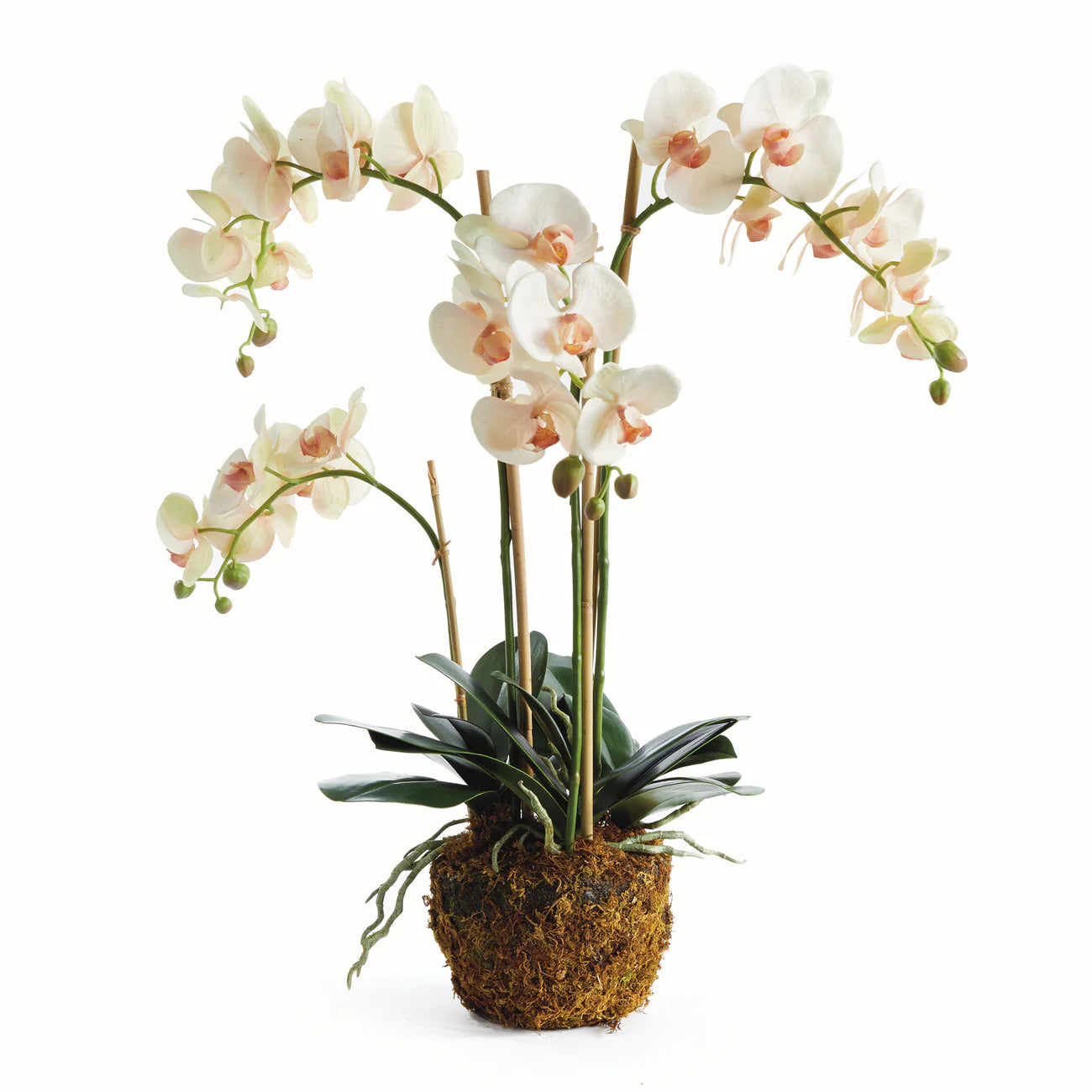 Phalaenopsis Orchid - Pink/White