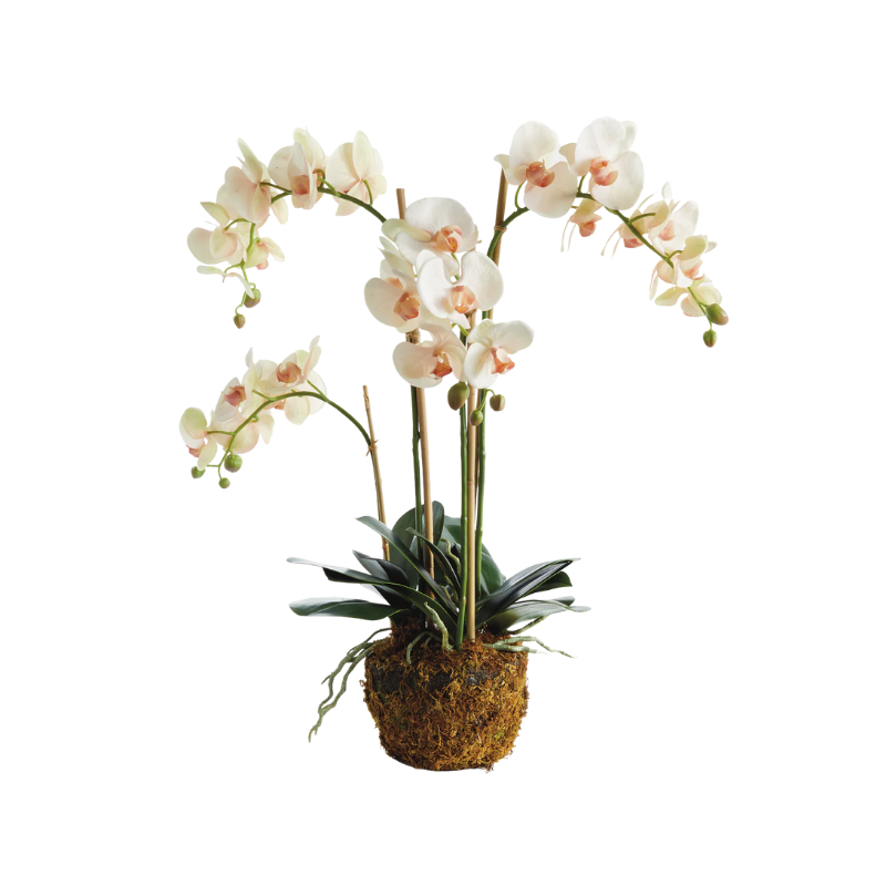 Phalaenopsis Orchid - Pink/White