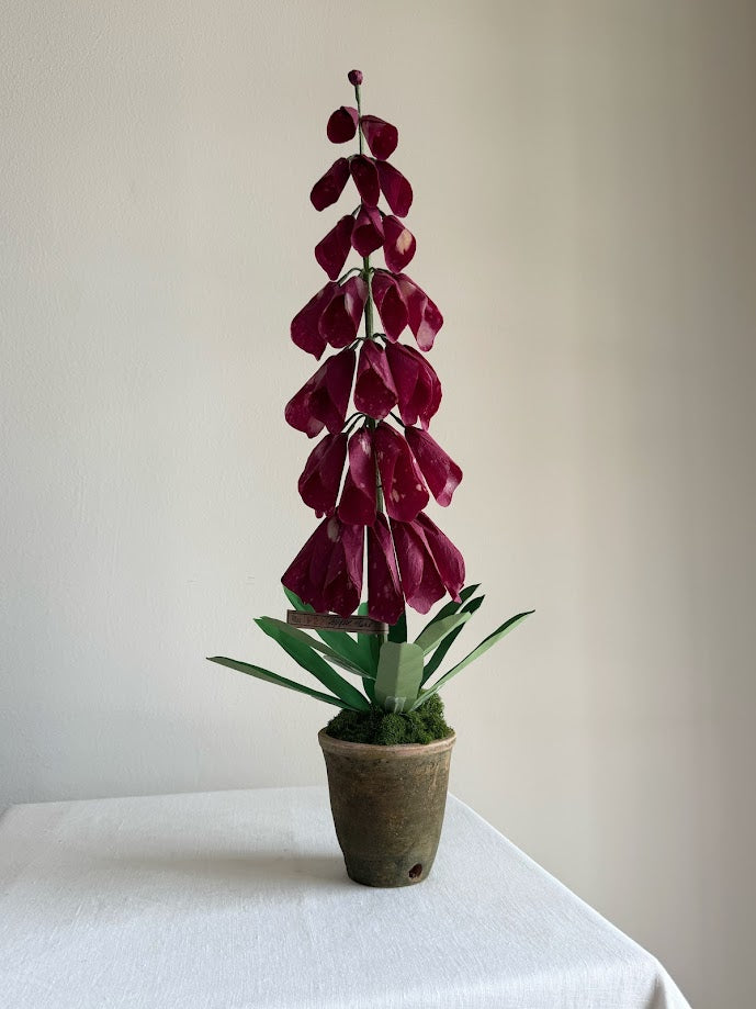 Foxglove Plant - Burgundy