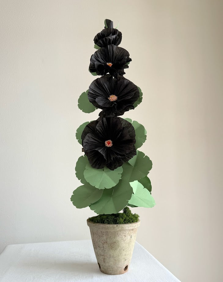 Hollyhock Plant - Black