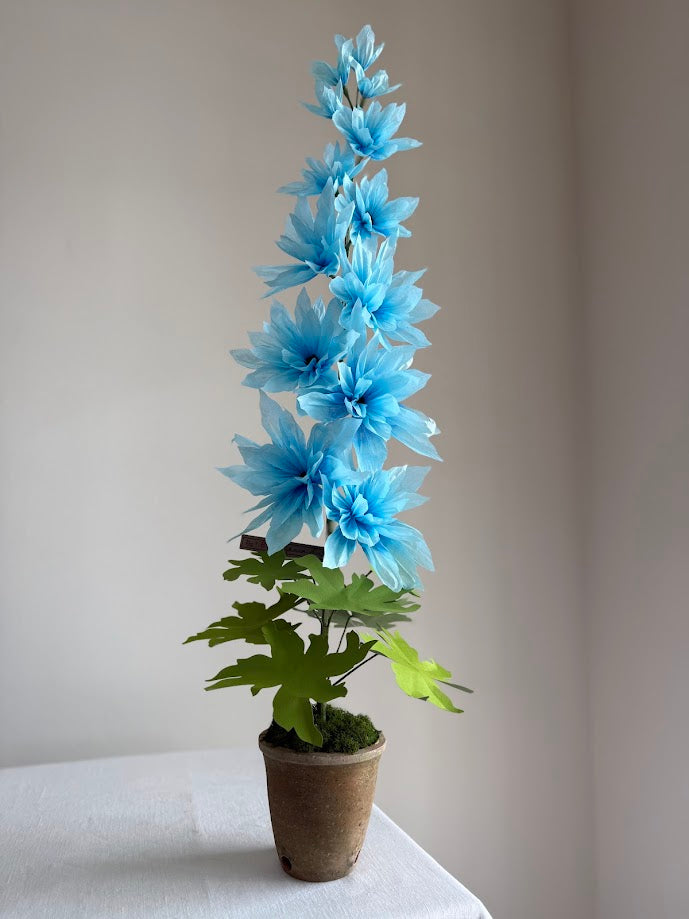 Delphinium Plant - Small Blue