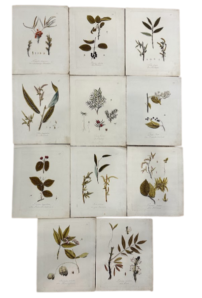 Set of (11) 18th Century Tree Leaves