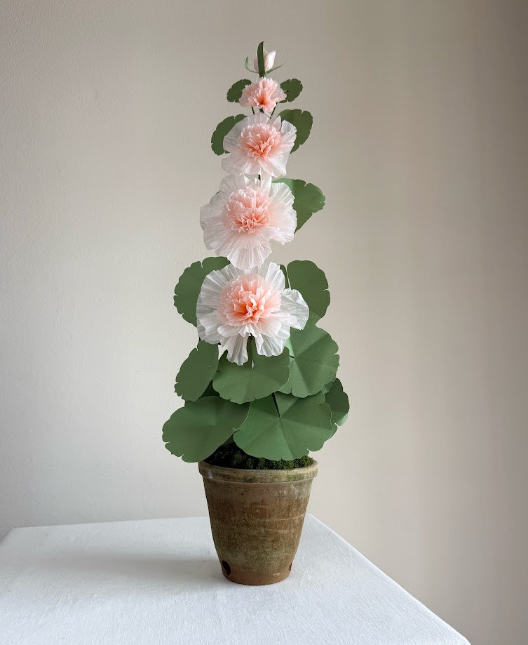 Hollyhock Plant - Peach