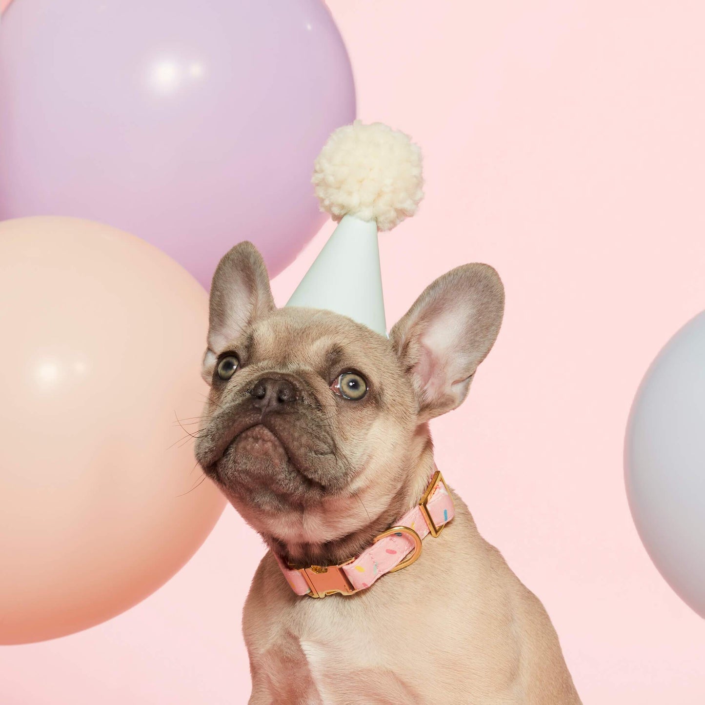 Pink Sprinkles Dog Collar - Medium