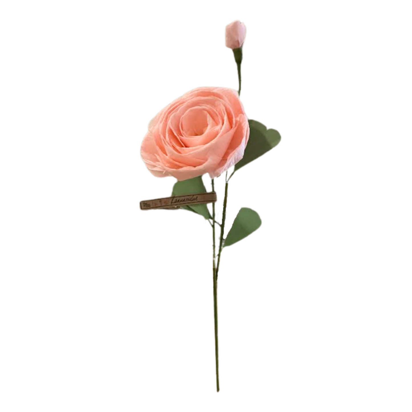 Ranunculus Stem - Blush