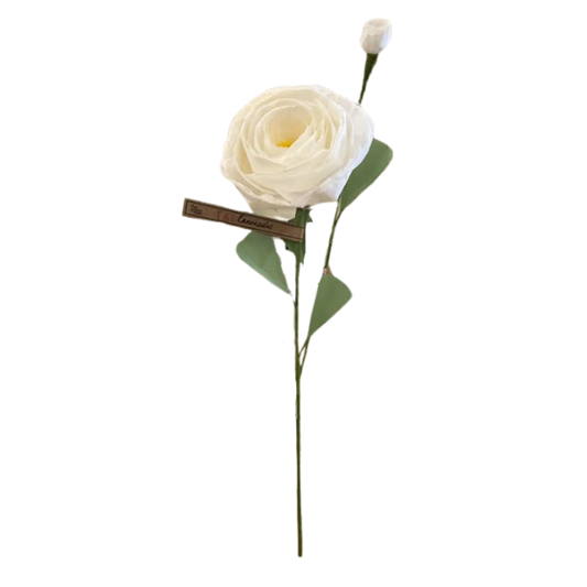 Ranunculus Stem - White