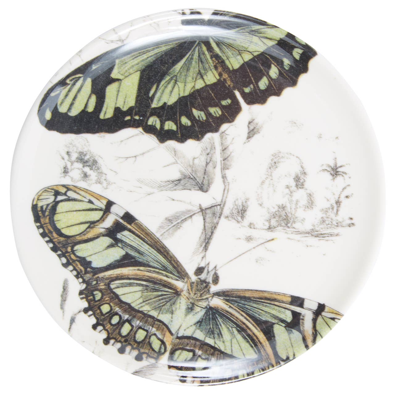 Specimen Coasters - Set/4