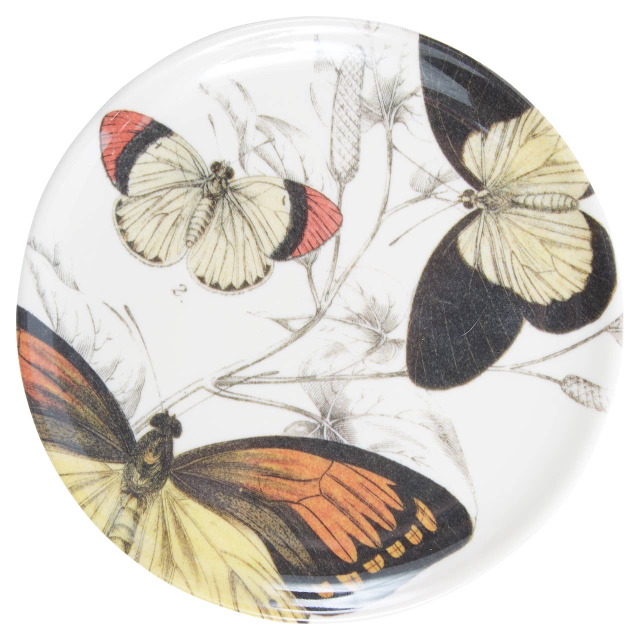 Specimen Coasters - Set/4