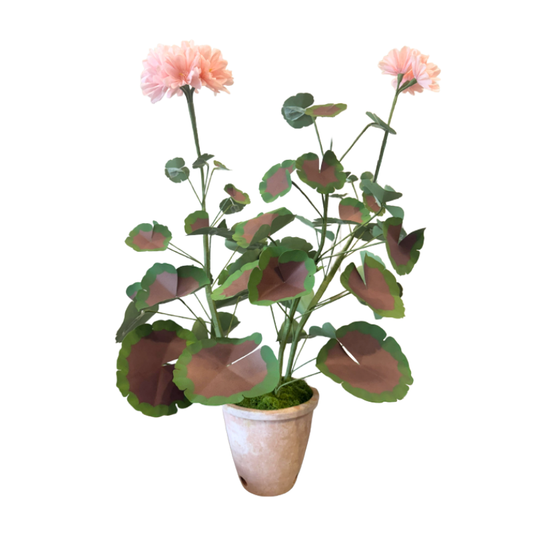 Geranium Plant - Blush and Umber