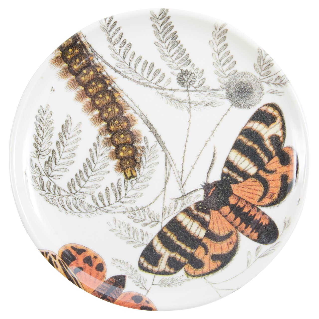Specimen Coasters - Set/4