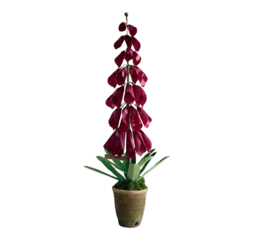 Foxglove Plant - Burgundy