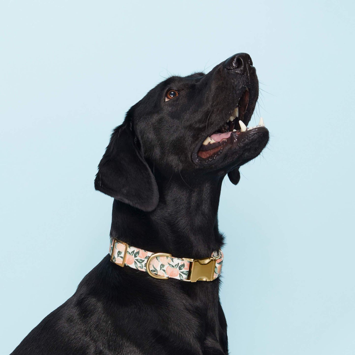 Peaches and Cream Dog Collar - Medium