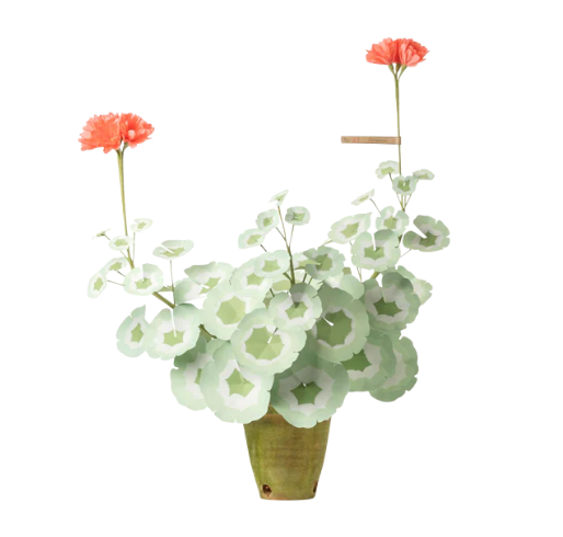 Geranium Plant - Salmon and White