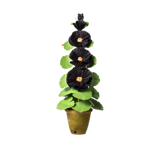 Hollyhock Plant - Black