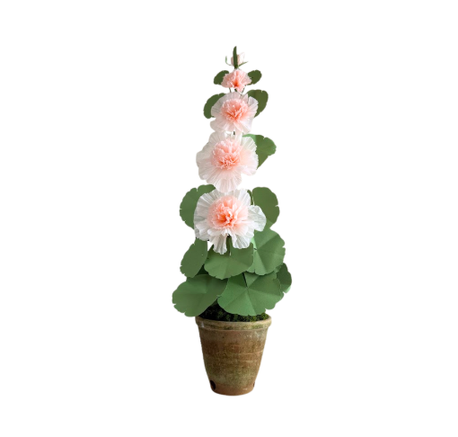 Hollyhock Plant - Peach