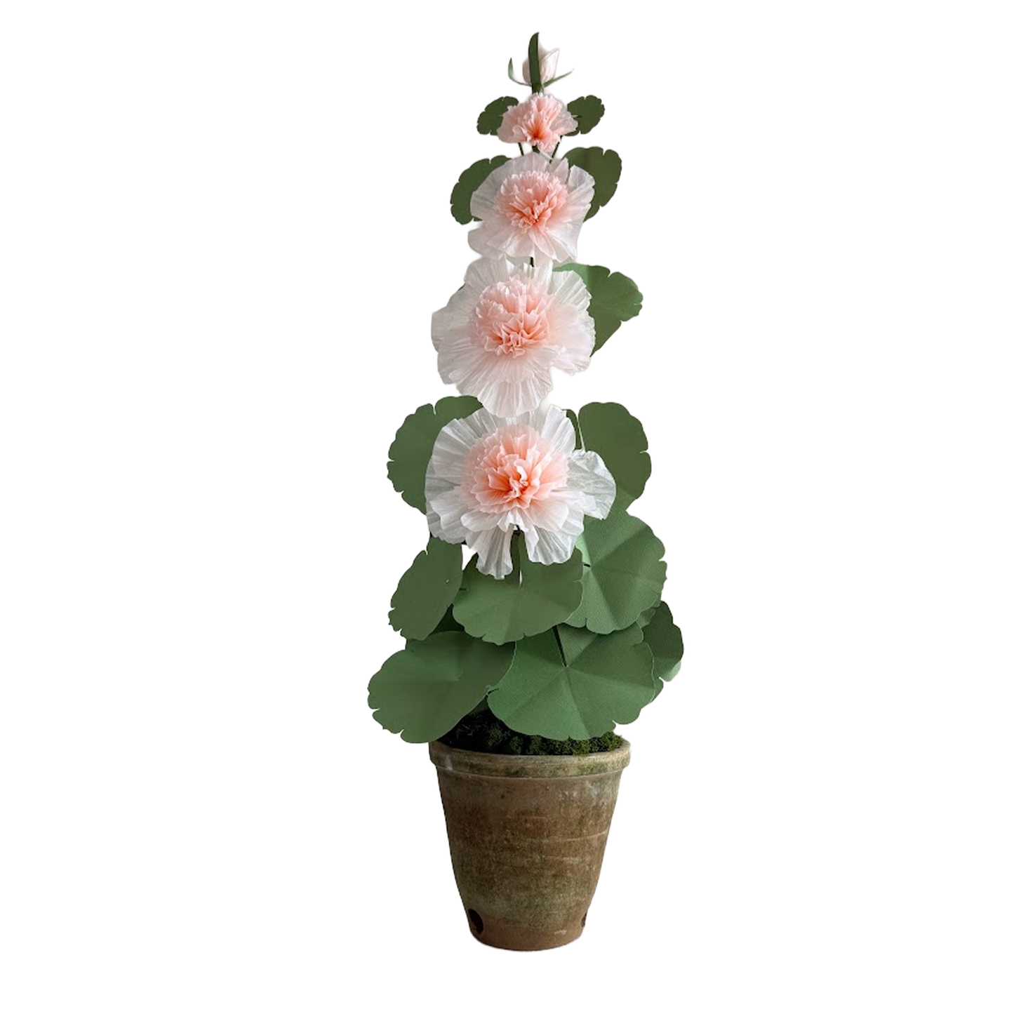 Hollyhock Plant - Peach
