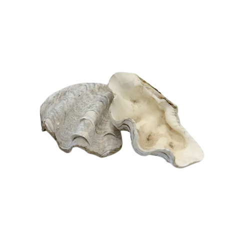 Clam Shell Soap Dish